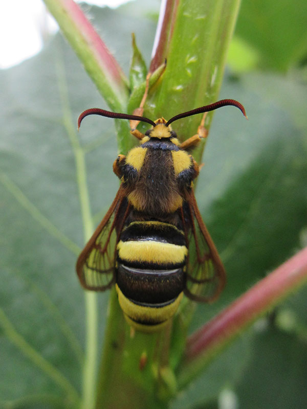 Sesia apiformis 