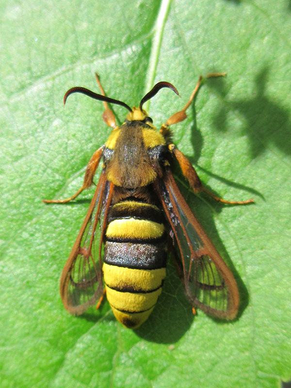 Sesia apiformis 