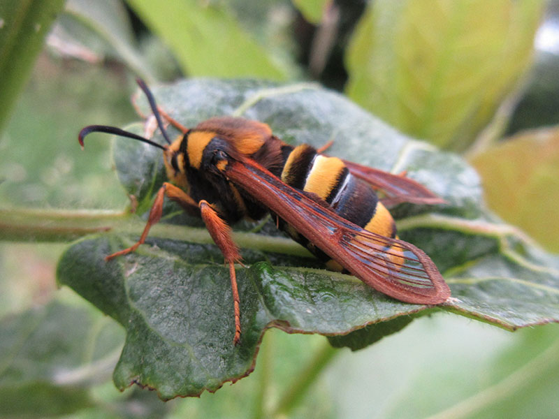 Sesia apiformis 
