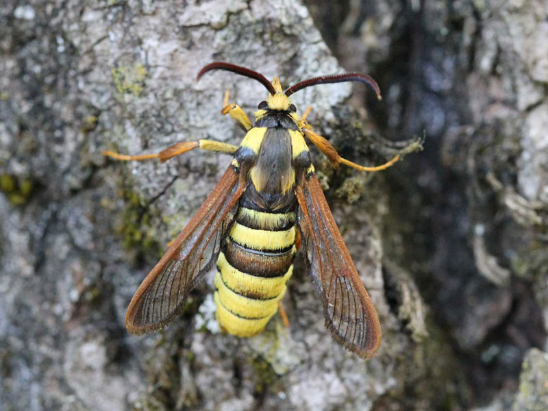 Sesia apiformis 