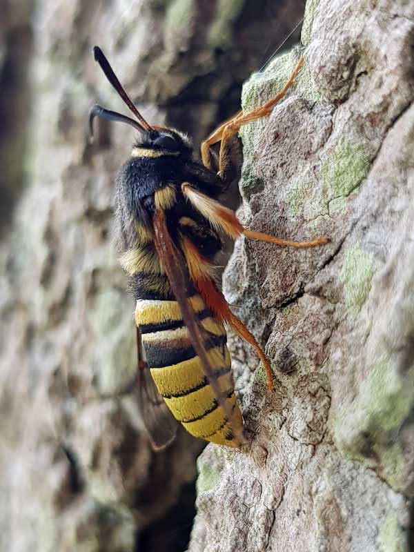 Sesia bembeciformis 