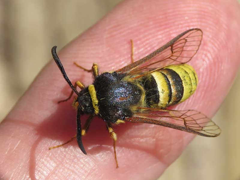 Sesia bembeciformis 