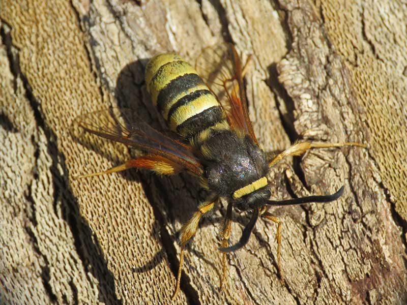 Sesia bembeciformis 
