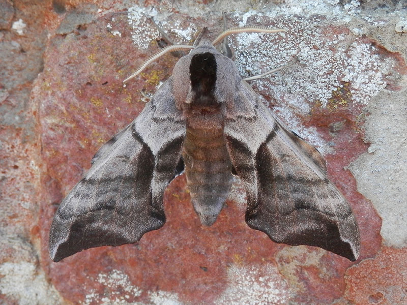 Smerinthus ocellata 