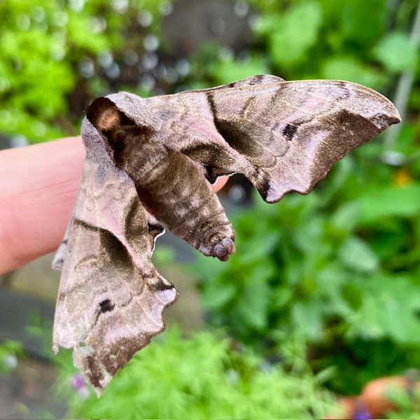Smerinthus ocellata 