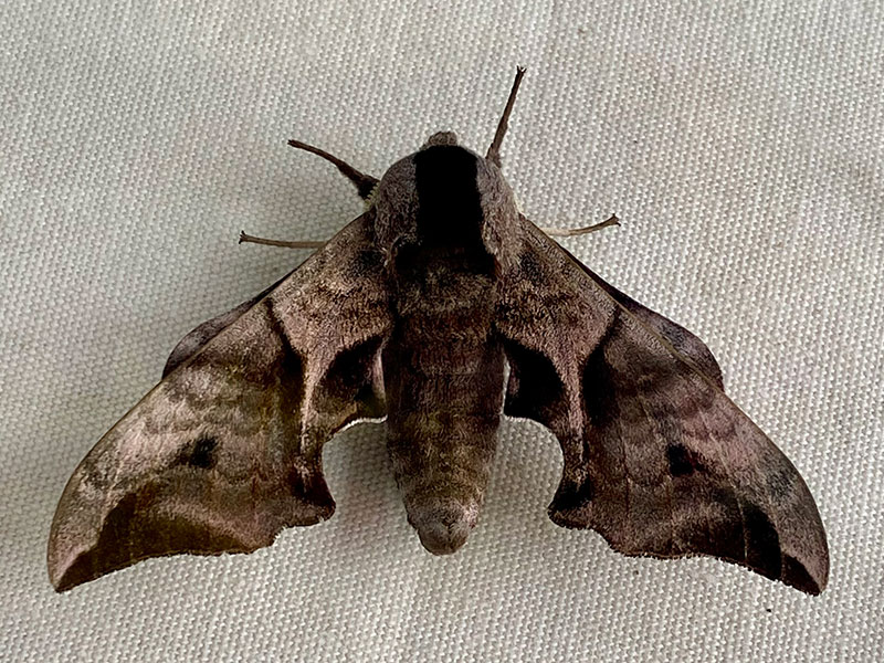 Smerinthus ocellata 