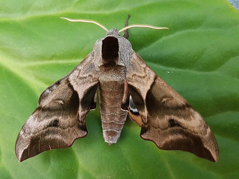 Smerinthus ocellata 