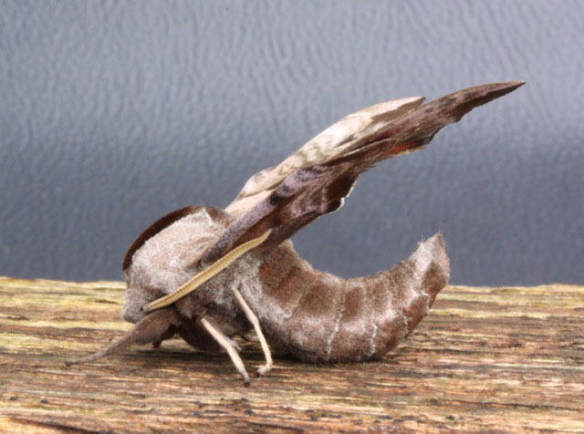 Smerinthus ocellata 