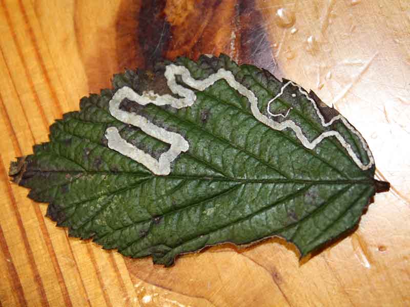 Stigmella aurella 