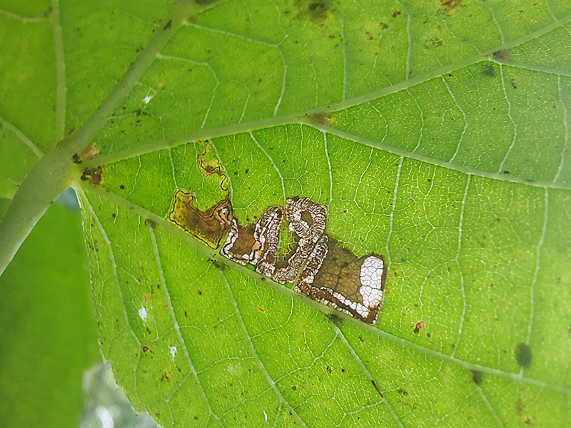 Stigmella tiliae 
