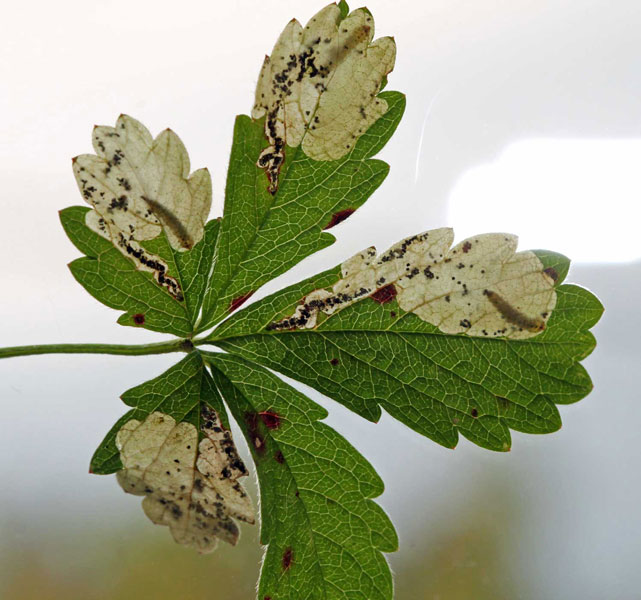 Stigmella aeneofasciella 