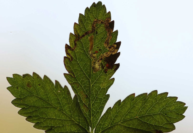 Stigmella aurella 
