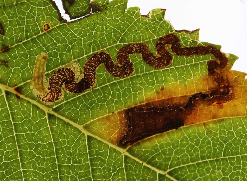 Stigmella lemniscella 