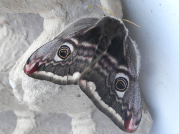 Saturnia pavonia 