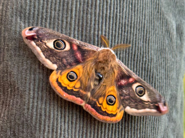 Saturnia pavonia 