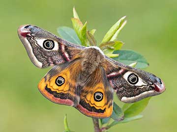 Saturnia pavonia 