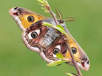 Saturnia pavonia 