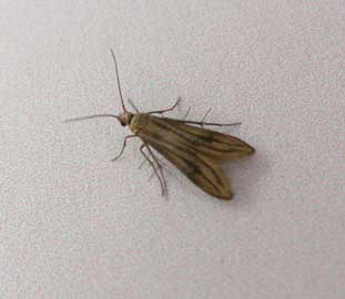 Schreckensteinia festaliella 
