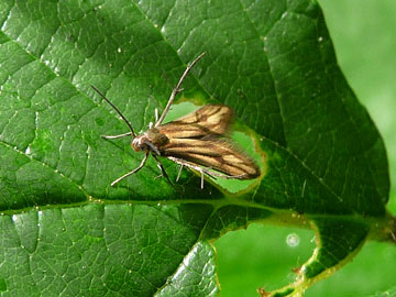 Schreckensteinia festaliella 