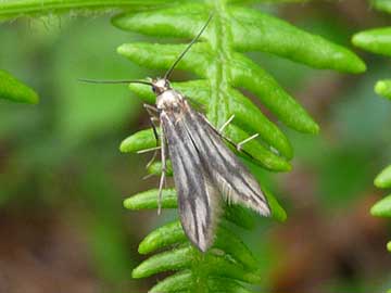 Schreckensteinia festaliella 