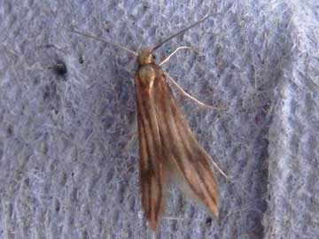Schreckensteinia festaliella 