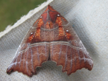 Scoliopteryx libatrix 