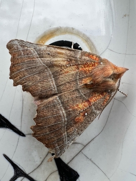 Scoliopteryx libatrix 