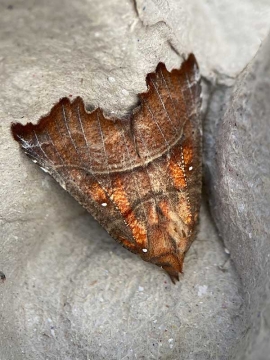 Scoliopteryx libatrix 