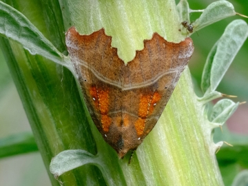 Scoliopteryx libatrix 