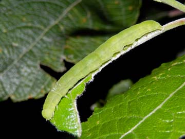 Scoliopteryx libatrix 