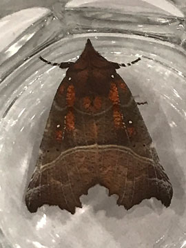 Scoliopteryx libatrix 