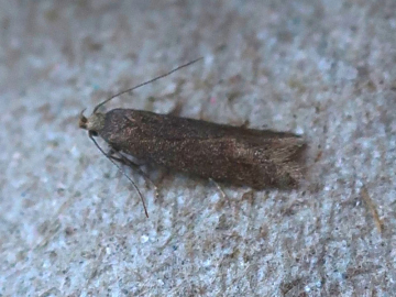 Scrobipalpa acuminatella 