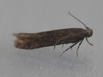 Scrobipalpa acuminatella 