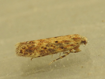 Scrobipalpa ocellatella 