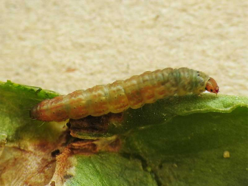 Scrobipalpa ocellatella 