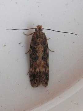 Scrobipalpa ocellatella 