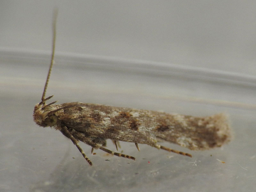 Scrobipalpa salicorniae 