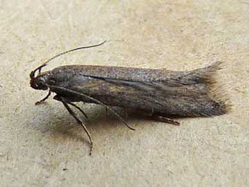 Scrobipalpa acuminatella 