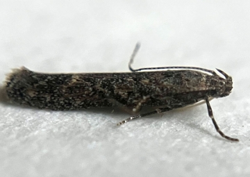 Scrobipalpa atriplicella 