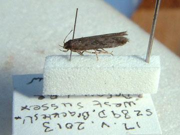 Scrobipalpa atriplicella 