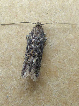 Scrobipalpa atriplicella 