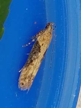 Scrobipalpa costella 