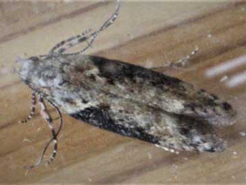 Scrobipalpa costella 