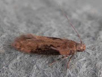 Scrobipalpa costella 