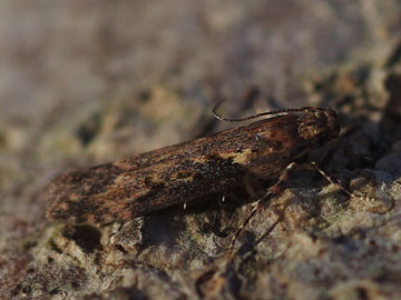 Scrobipalpa costella 