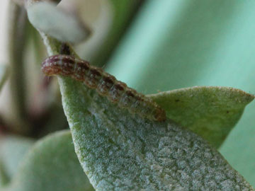 Scrobipalpa nitentella 