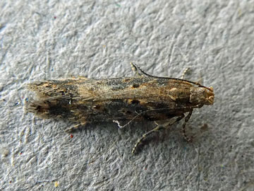 Scrobipalpa ocellatella 