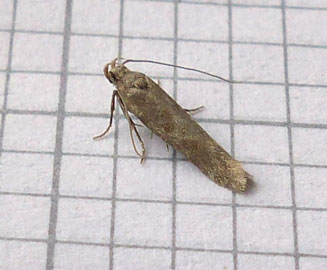 Scrobipalpa salicorniae 