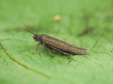 Scythris picaepennis 