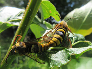 Sesia apiformis 